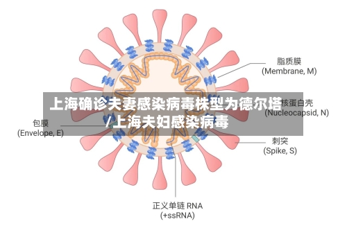 上海确诊夫妻感染病毒株型为德尔塔/上海夫妇感染病毒-第2张图片