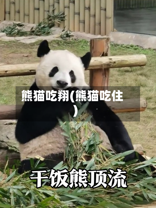 熊猫吃翔(熊猫吃住)