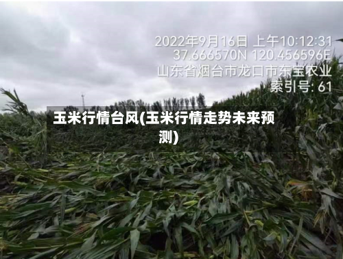 玉米行情台风(玉米行情走势未来预测)-第2张图片