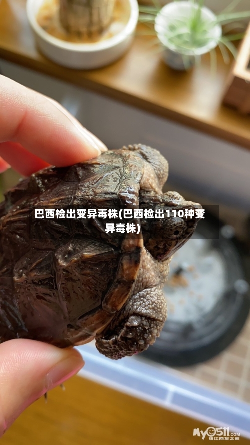 巴西检出变异毒株(巴西检出110种变异毒株)-第2张图片