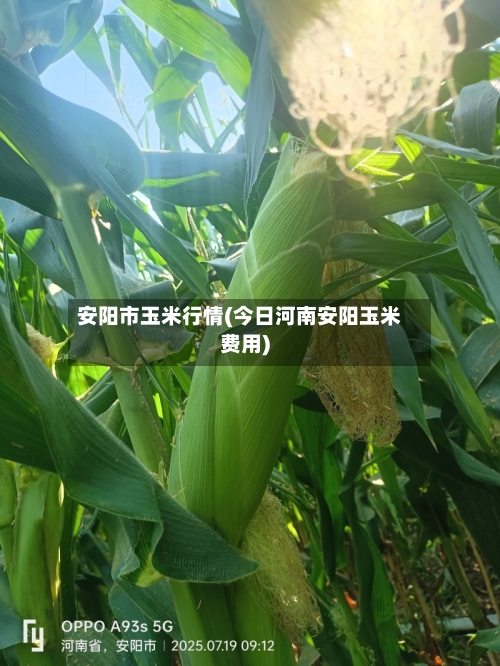 安阳市玉米行情(今日河南安阳玉米费用)-第3张图片