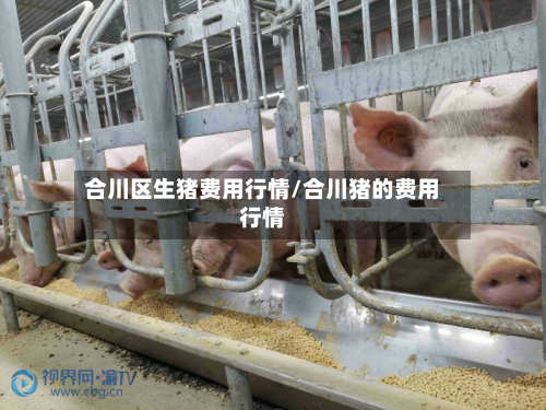合川区生猪费用行情/合川猪的费用行情