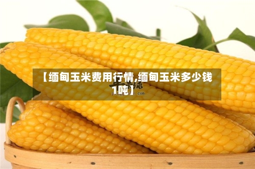 【缅甸玉米费用行情,缅甸玉米多少钱1吨】-第2张图片