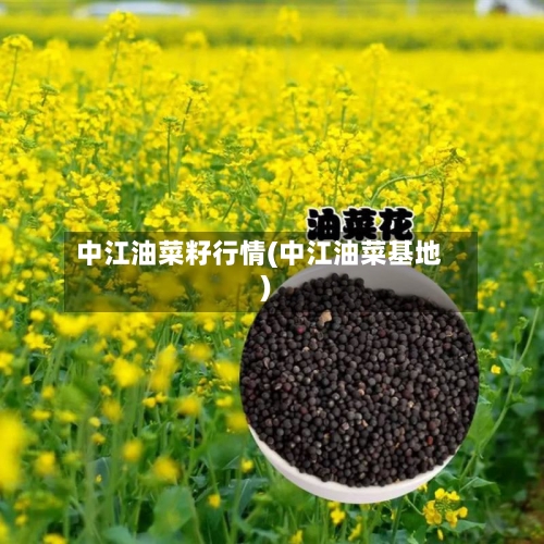 中江油菜籽行情(中江油菜基地)