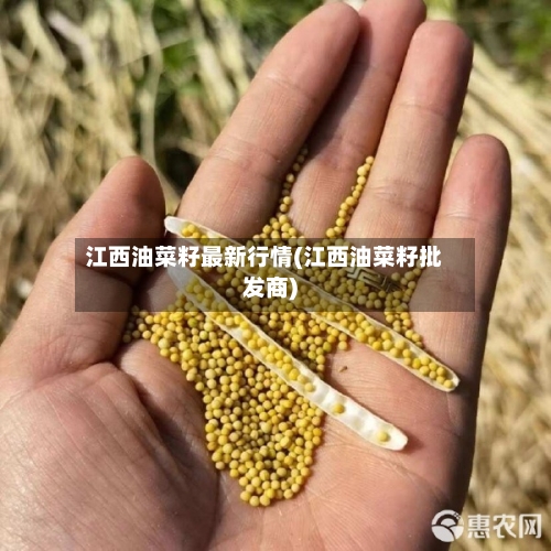 江西油菜籽最新行情(江西油菜籽批发商)