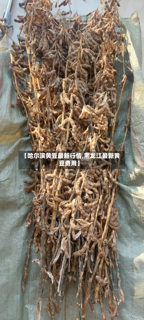 【哈尔滨黄豆最新行情,黑龙江最新黄豆费用】