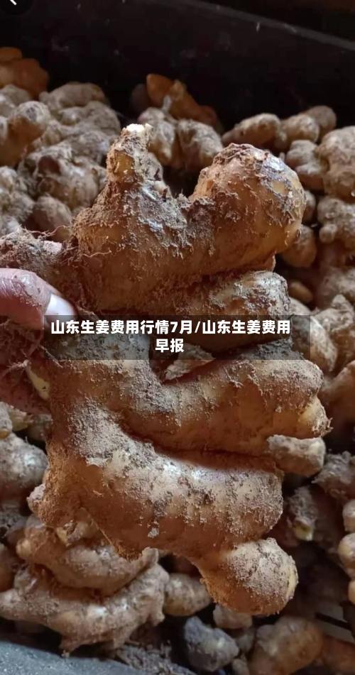 山东生姜费用行情7月/山东生姜费用早报-第2张图片