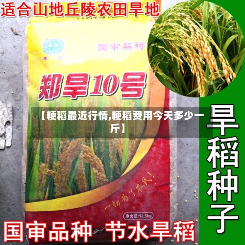 【粳稻最近行情,粳稻费用今天多少一斤】