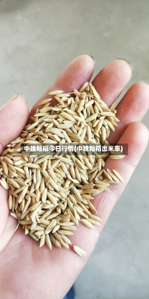 中晚籼稻今日行情(中晚籼稻出米率)