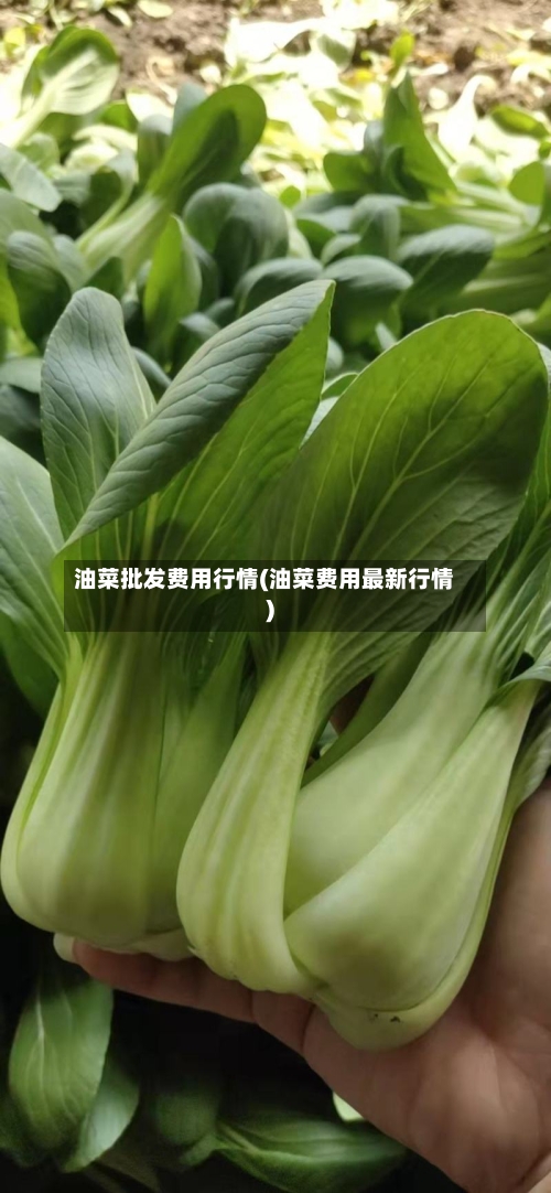 油菜批发费用行情(油菜费用最新行情)