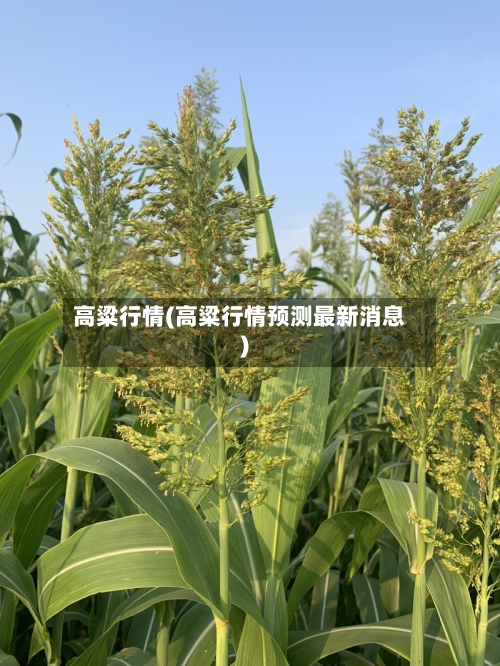 高粱行情(高粱行情预测最新消息)