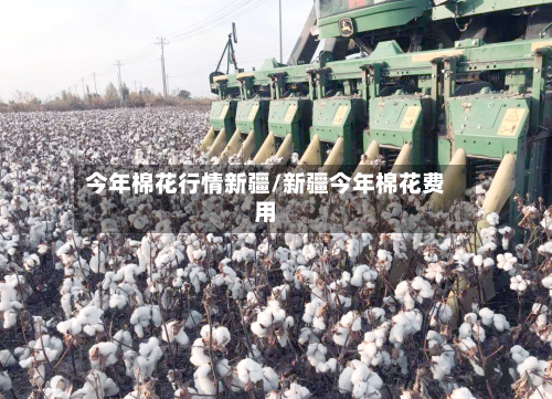 今年棉花行情新疆/新疆今年棉花费用