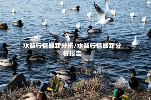 水禽行情最新分析/水禽行情最新分析报告