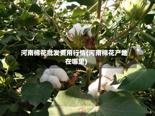 河南棉花批发费用行情(河南棉花产地在哪里)-第2张图片
