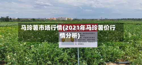 马玲薯市场行情(2021年马玲薯价行情分析)