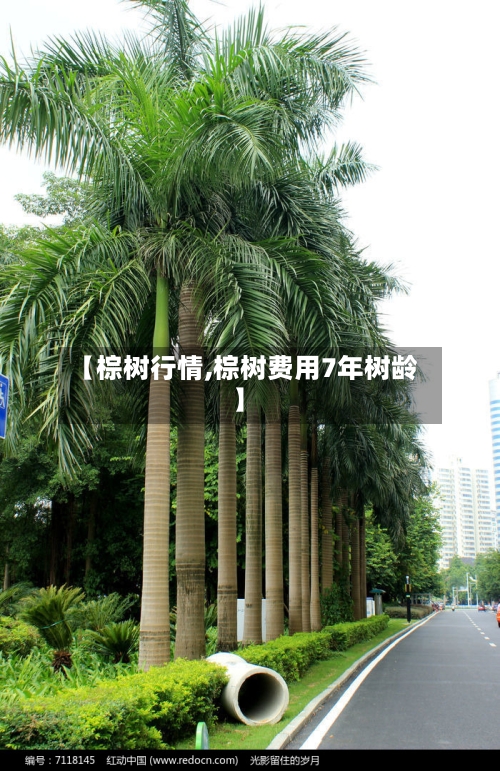 【棕树行情,棕树费用7年树龄】