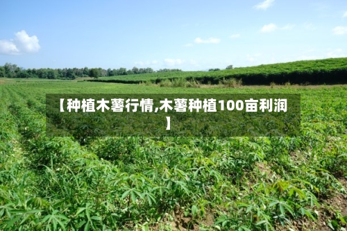 【种植木薯行情,木薯种植100亩利润】