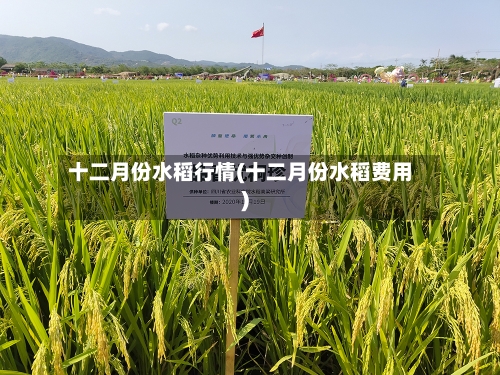 十二月份水稻行情(十二月份水稻费用)