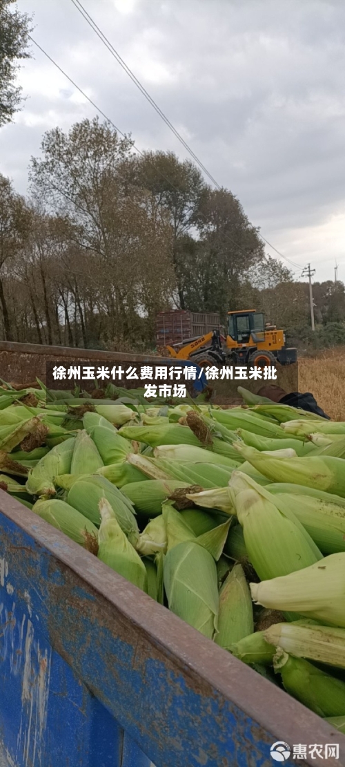 徐州玉米什么费用行情/徐州玉米批发市场