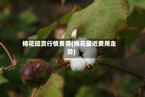 棉花现货行情费用(棉花最近费用走势)