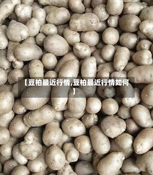 【豆柏最近行情,豆柏最近行情如何】