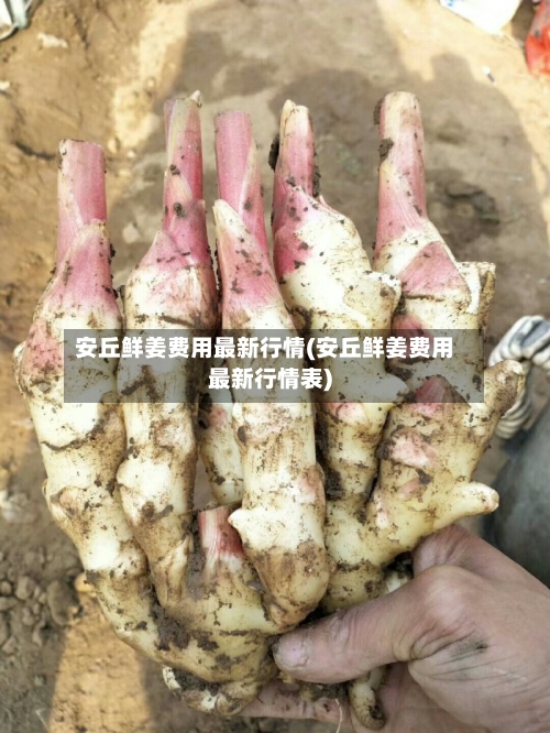 安丘鲜姜费用最新行情(安丘鲜姜费用最新行情表)