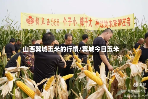 山西翼城玉米的行情/翼城今日玉米