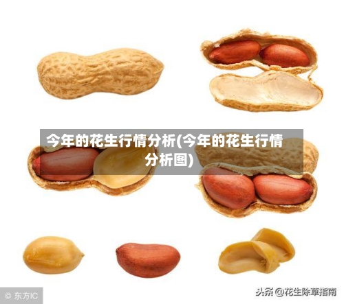 今年的花生行情分析(今年的花生行情分析图)