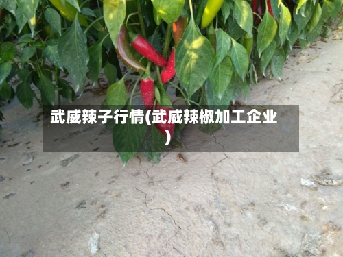 武威辣子行情(武威辣椒加工企业)-第2张图片