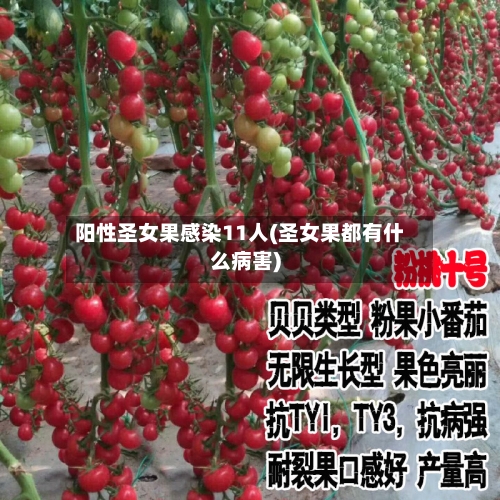 阳性圣女果感染11人(圣女果都有什么病害)