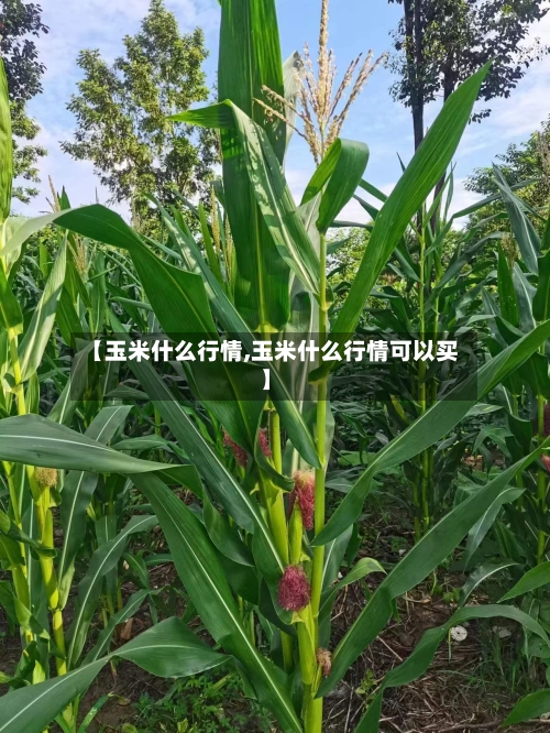 【玉米什么行情,玉米什么行情可以买】