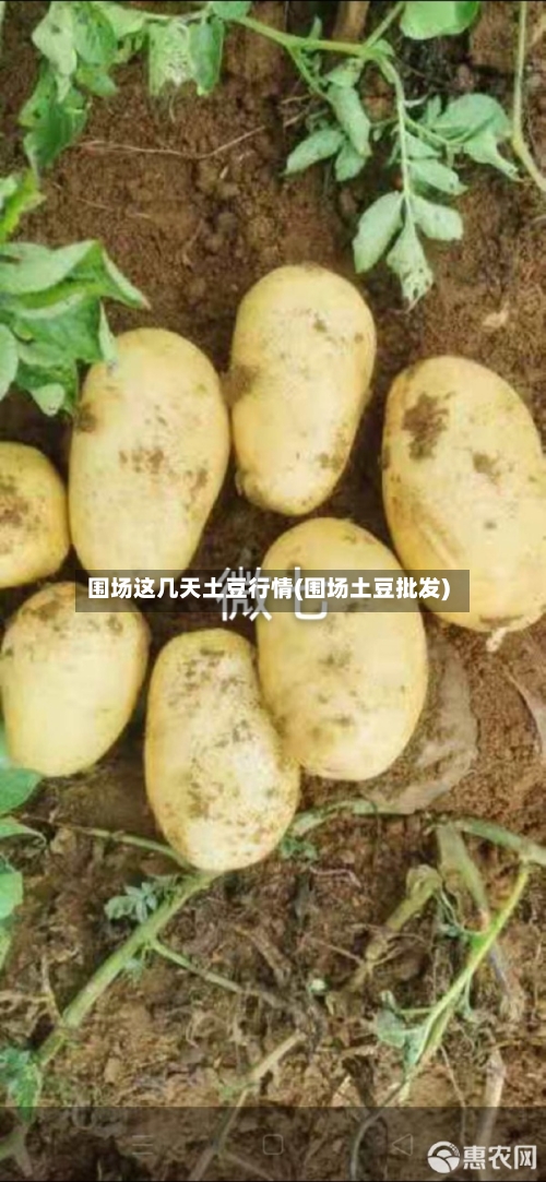 围场这几天土豆行情(围场土豆批发)-第2张图片