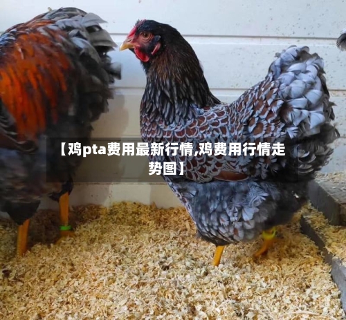 【鸡pta费用最新行情,鸡费用行情走势图】-第2张图片