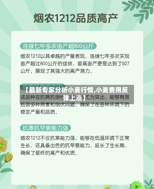 【最新专家分析小麦行情,小麦费用反弹上涨】