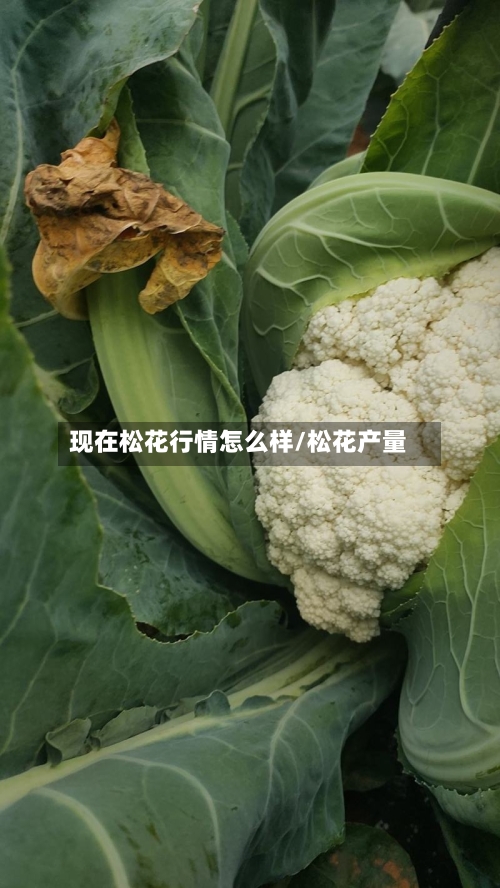 现在松花行情怎么样/松花产量