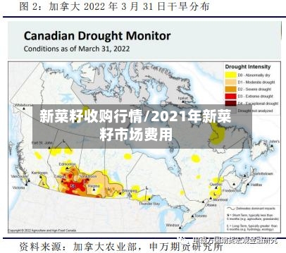 新菜籽收购行情/2021年新菜籽市场费用