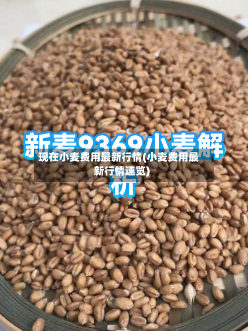 现在小麦费用最新行情(小麦费用最新行情速览)-第2张图片
