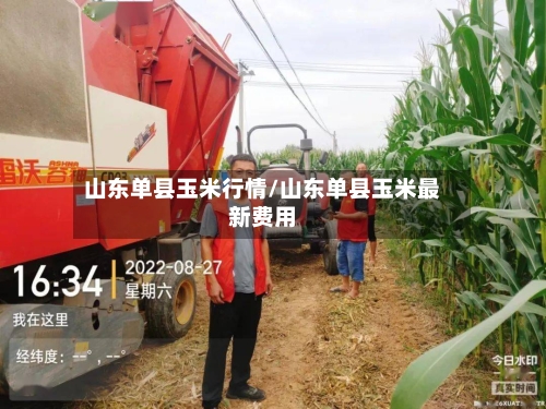 山东单县玉米行情/山东单县玉米最新费用-第3张图片