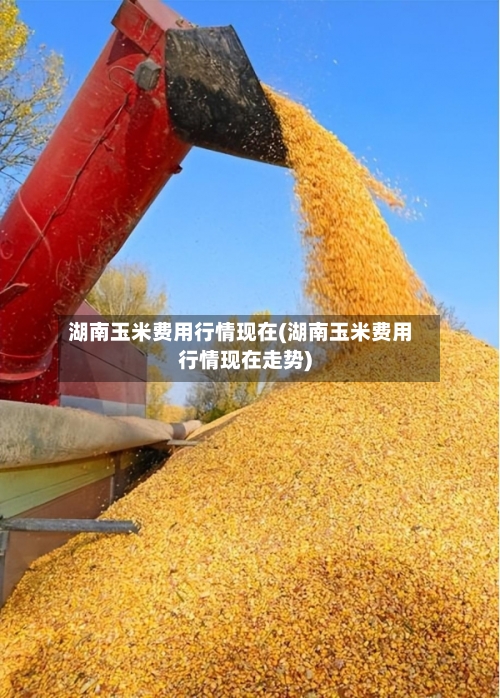 湖南玉米费用行情现在(湖南玉米费用行情现在走势)