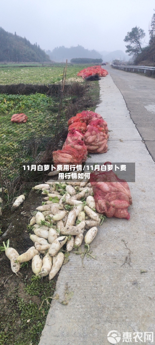 11月白萝卜费用行情/11月白萝卜费用行情如何-第2张图片