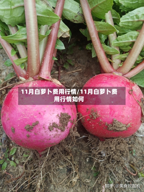 11月白萝卜费用行情/11月白萝卜费用行情如何-第3张图片