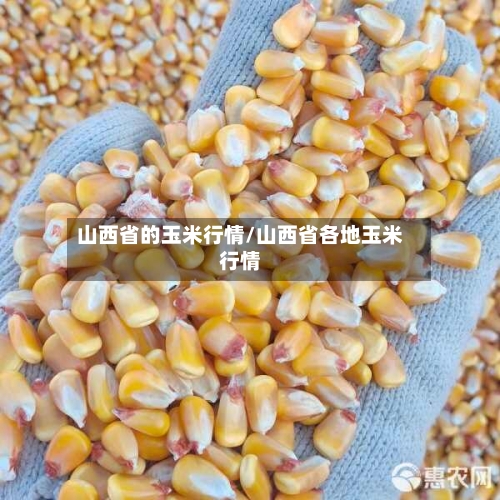 山西省的玉米行情/山西省各地玉米行情-第2张图片