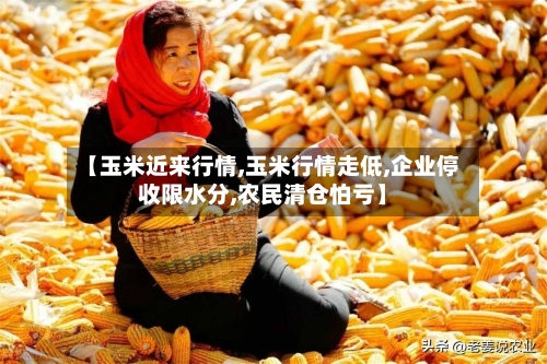 【玉米近来行情,玉米行情走低,企业停收限水分,农民清仓怕亏】