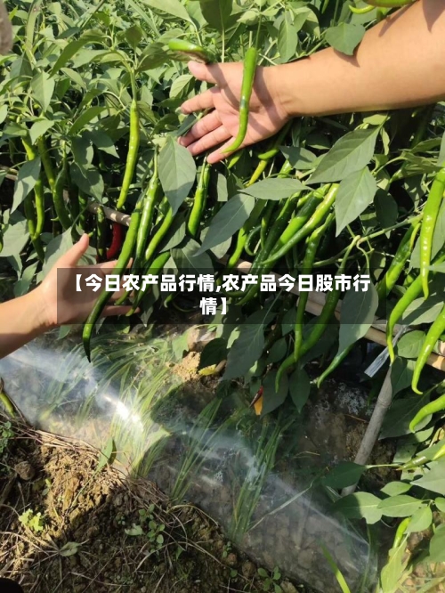 【今日农产品行情,农产品今日股市行情】