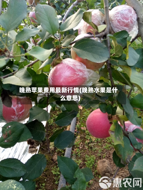 晚熟苹果费用最新行情(晚熟水果是什么意思)