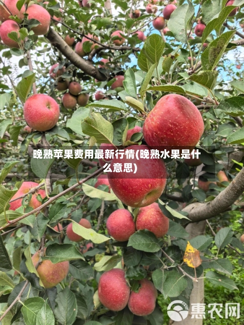 晚熟苹果费用最新行情(晚熟水果是什么意思)-第3张图片