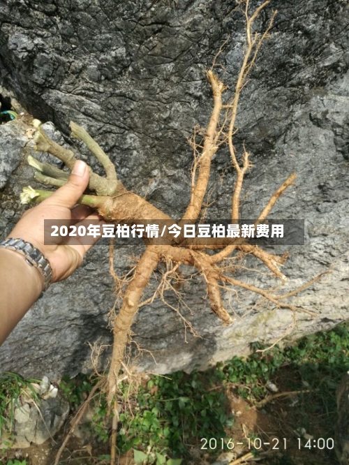 2020年豆柏行情/今日豆柏最新费用