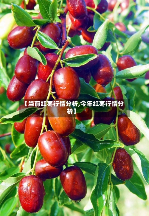 【当前红枣行情分析,今年红枣行情分析】-第2张图片