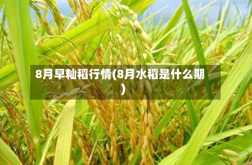 8月早籼稻行情(8月水稻是什么期)