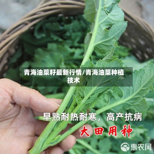 青海油菜籽最新行情/青海油菜种植技术-第2张图片